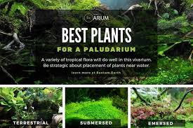 Paludarium Complete Care Guide How To Build Bantam Earth Cool Plants Aquascape Design Planted Aquarium