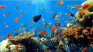 Ini adalah sebuah lukisan yang sedang berada di dasar laut, untuk mencapai ke dasar laut mengggunakan kapal selam. 12 Surga Bawah Laut Indonesia Yang Memanjakan Mata Nggak Cukup Kalau Cuma Sekali Ke Sana