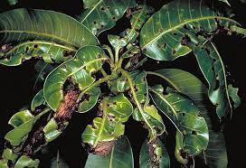Common names of diseases, the american phytopathological society. Mini Fact Sheet Mango Anthracnose 009