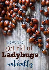 How To Get Rid Of Ladybugs Naturally Ladybug Asian Beetle Asian Ladybugs
