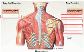 Start studying back muscle diagrams. Muscles Of The Back Diagram Quizlet