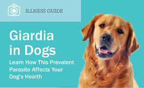 Urban rats are found around the world, and wherever they go, people work to get rid of them — and for good reason. Giardia In Dogs Causes And Treatment Entirelypets Rx