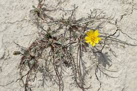 Image result for Launaea rarifolia