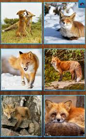 In the face of species loss and habitat destruction, it's easy to feel overwhelmed and powerless to. Fox Jigsaw Puzzles For Android Apk Download