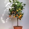 Growing citrus trees in the ground can be immensely rewarding, and it naturally citrus trees are especially suited for container growing as they can be kept at manageable sizes. 1
