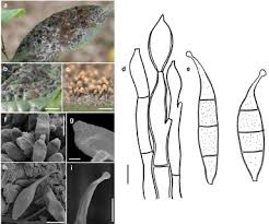 Image result for Lindackeria bukobensis