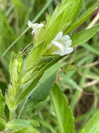 Image result for Asystasia mysorensis