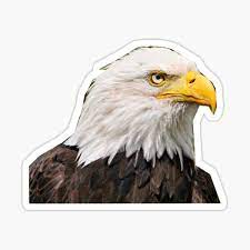 Bald Eagle Sticker By Masoncarr2244 Bald Eagle Bald Eagle Art Eagle Face