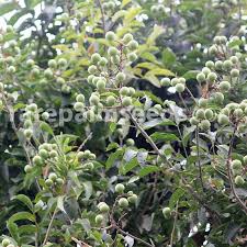 Image result for Sapindus saponaria