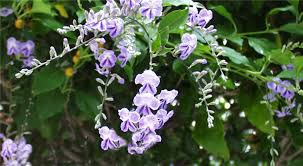 Image result for Duranta erecta