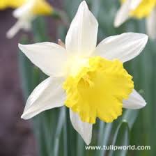 Topolino Rock Garden Daffodil Narcissus Daffodils Daffodil Bulbs Narcissus