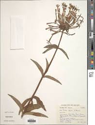 Image result for Dolichos kilimandscharicus