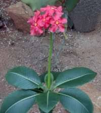 Image result for Riocreuxia torulosa