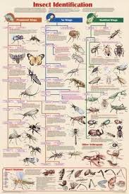Insect Identification Educational Science Chart Poster