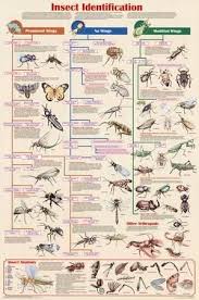 insect identification educational science chart poster