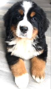 Remember though, that the eggs and larvae can stay behind and survive for a long time in soil or on plants. Bernese Love Burmese Mountain Dog Puppy Really Cute Dogs Cute Dogs And Puppies