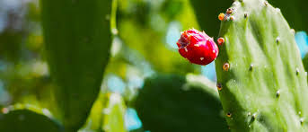 Also, our soothing gel cream is great for skin whitening and wrinkle care. Prickly Pear Cactus Weleda Facial Care Face Oasis