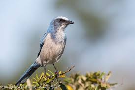 Central Florida Backyard Bird Identification In 2021 Backyard Birds Bird Identification Bird Watching Gifts