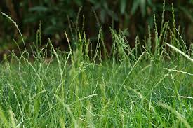 Image result for Lolium