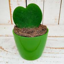 Hoya kerrii es una planta trepadora de grandes hojas en forma de corazón. Hoya Kerrii Suculentas Plantas Suculentas Suculentas Variedades