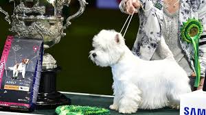Information on the dog breed including size, temperament, health, pet insurance try our breed selector quiz to find out your best matching breed! Why My Heart Sank When That Gorgeous Little Westie Won Crufts Best In Show Huffpost Uk Life