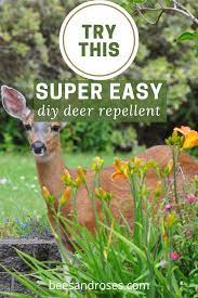 They mean no harm, but they'll chew leaves off trees and trample your garden before you even realize it'. Diy Deer Repellent Spray Deer Repellent Outdoor Diy Beesandroses Com In 2021 Deer Repellant Diy Deer Repellent Spray Diy Deer Repellent