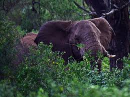 15 Best Places To Visit In Ethiopia The Crazy Tourist Elephant Sanctuary Cool Places To Visit Ethiopia
