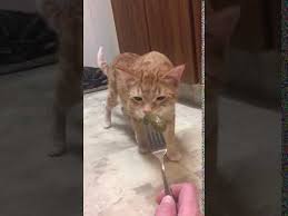 It can be gastroenteritis, nausea, or even liver disease. Cat Gagging At Pickle Youtube