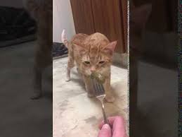 Binge drinking or drinking large amounts of alcohol can lead to dry heaving or vomiting. Cat Gagging At Pickle Youtube