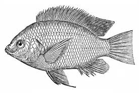 Di bagian ini anda akan menemukan ratusan ikan ikan mas ikan nila gambar transparan ikon vektor dan banyak lainnya. Tilapia Gaz Wiki