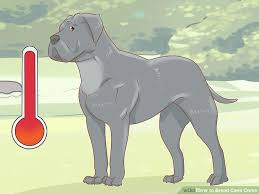 How To Breed Cane Corso With Pictures Wikihow