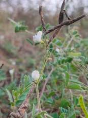Image result for Tephrosia pumila