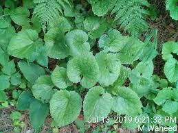 Image result for Tephrosia tanganicensis