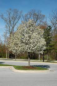 There are many lovely flowering trees, but a lot of them won't grow in tough urban conditions and poor soil. Aristocrat Ornamental Pear Pyrus Calleryana Aristocrat In Burlington Waterdown Dundas Ontario Ontario On At Connon Nurseries