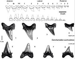 Fossil shark teeth & other morocco fossils poster | ebay. Sharks Teeth Identification Chart Shark Teeth Shark Teeth Identification Shark
