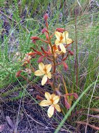 Image result for Wachendorfia