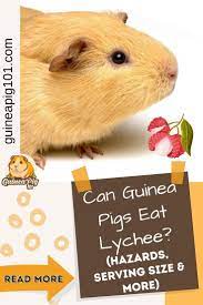 Pin On Guinea Pig Food