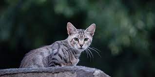 Some cats with kidney disease will show a worsening of kidney function after treatment for hyperthyroidism. Feline Infectious Peritonitis Fip International Cat Care