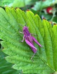 Grasshoppers belong to the suborder caelifera. Purple Grasshopper Looks Like A Pokemon Aww