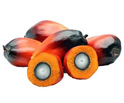 Dura daging buah tipis, cangkang tebal, inti kecil b. Tips Pilih Kecambah Kelapa Sawit