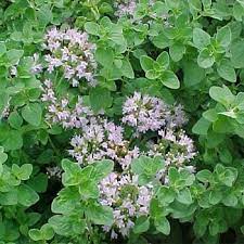 Oregano Seed Origanum Vulgare Herb Plant Seeds Oregano Plant Oregano Flowers Growing Oregano