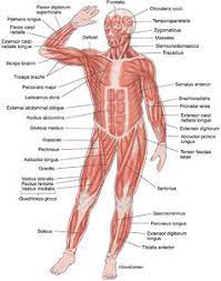 Muscle leg anatomy gastrocnemius tibialis achilles back diagram front human glutes muscular side structure tendon vector artorius athlete athletic biceps biology body care educational exercise fit fitness foot gracilis graphic gym health healthy illustration info internal isolated male man medical medicine. Muscular System Carlson Stock Art