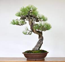 It appears in the rocky mountains in colorado and northern new mexico , with an isolated population in the san francisco peaks in arizona. Care Guide For Pine Bonsai Species Pinus Bonsai Empire