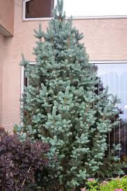 Jetzt norwegian flüge online vergleichen mit edreams© & günstig fliegen! Columnar Blue Spruce Kiwi Nurseries Ltd