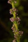 Image result for Erica silvatica