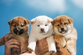 Amazing photos of shiba inu, a dog breed originally from japan. Shiba Inu Puppies Available Home Facebook