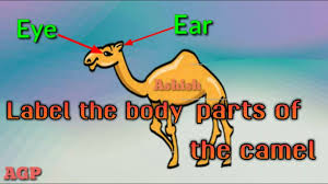 Not properly labeled as mature content. Label The Body Parts Of The Camel Youtube