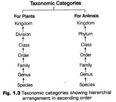 Pin By Raveena Cbse On Zoology In 2020 Biology Notes Taxonomy Biology Biology