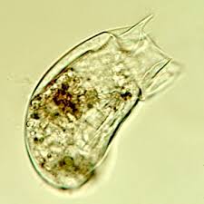 Image result for Thecacoris trichogyne