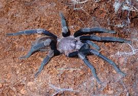 Image result for Haplocoelum